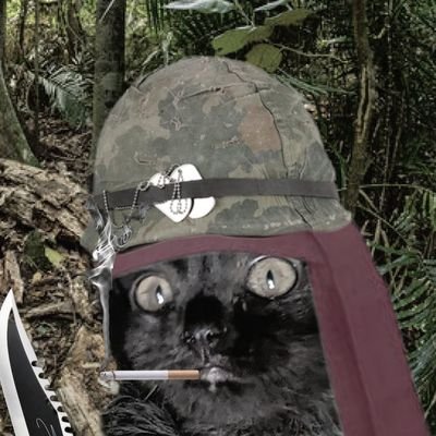 DorothytheCatto's profile picture. Almost pedigree floof 👀👀 3 years old. 
Apprentice fool to Doris McFloofle. 3rd year at Mogwarts. Private Potato.  #Flooflepoof #Mogwarts #Codhead