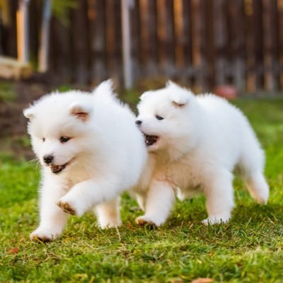 RichardGu02's profile picture. Crypto Expert and Agent for the new crypto investment company Swissborg. Interest In Global Finance.