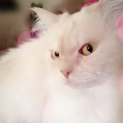 DeedsEchoBack's profile picture. Busy in my own duniya 🌌 ‘Don’t study me, you won’t graduate.’ Let’s meet ‘again’ like the first time. I don’t wanna say goodbye. Free 🇵🇸 #CoffeeInMyVeins