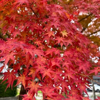 tttt79241034638's profile picture. ヘルス🫧ときどきメンエス🍜 行動範囲は名古屋～三河安城～東岡崎～豊橋～浜松🚙 メンエス歴3年、ヘルス通いは2025年デビュー！の40代😁