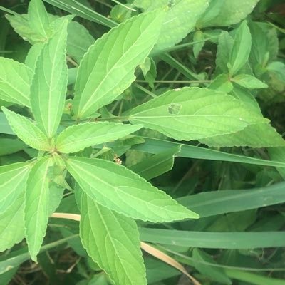 FayunLuo's profile picture. 