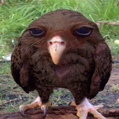 codetastrophe's profile picture. Wet owl of @0xTheBigBlue | Prev @UniofOxford