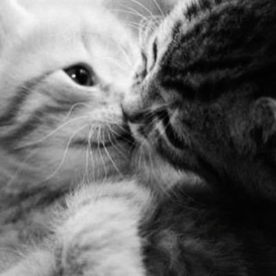 erikamaysact's profile picture. amor, gatos e música ‹𝟹