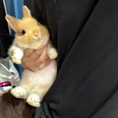 lolvalentineee's profile picture. dumb stupid bunny