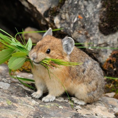 gabbersexual's profile picture. 