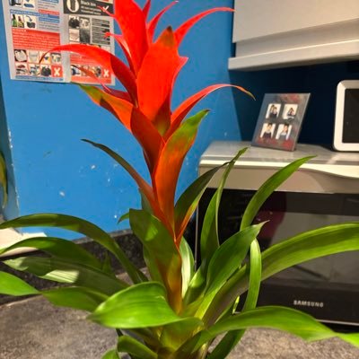 DikshaSing8vjw's profile picture. 