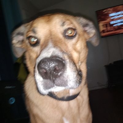 bobcrockett1's profile picture. Maga, old guy, retired,golfing at The Ditch.
NO DM, NO CRYPTO, NO WHORES. ANY AND ALL WILL BE BLOCKED!