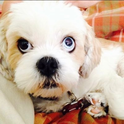 Dave15029346's profile picture. AMERICA FIRST! MAGA 3X🇺🇸Living in the free state of Florida--Happily married golfer-IFB-🚫porn-🚫crypto