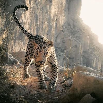 Xaqhman's profile picture. Mathematics student - Freestyle wrestler - Nature lover