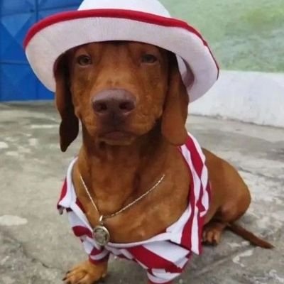 abceduda's profile picture. tá curioso, é?