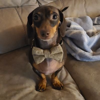 Sollie___'s profile picture. Father of the most kosher wiener dog