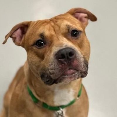 MarjonQ17isBACK's profile picture. No DMs. #SaveTheChildren 🇺🇲 #SaveTheAnimals
ADOPT DON'T SHOP! 🐶 😺 🐰 🐀 🐦 🦝🦊🐺🐻🐮🐷🐴🫎🐸🐢🦎🐈🐈‍⬛🐩🐕🦮🐖🐎🫏🐄🐂🐃🦬🐏🐑🐐🦌🦙🦥🦘🐘🦣🦏🦛🦒🦫🐿️🐫🐓