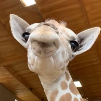 icedancegiraffe's profile picture. Cult classic