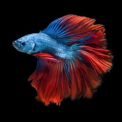 AKB0991's profile picture. 