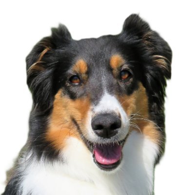 louisebear2's profile picture. Dog lover, reader, gardener, George Harrison, Beatles, Jeff Lynne / ELO, The Band, Petty, Phillies, Go Birds 🦅, live music, adopt a dog/cat #resist