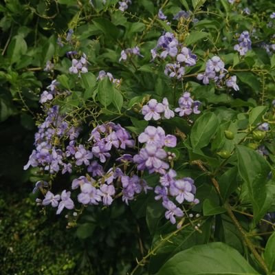 Sielicium1205's profile picture. How'd you find me?