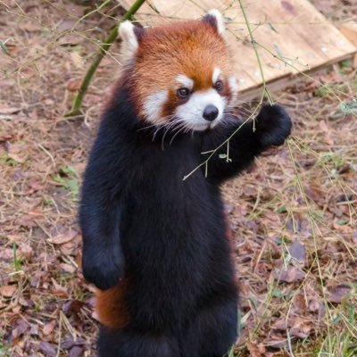 daimyozen's profile picture. short-form content guy @flyquestred | just a wanna be pro player @boisestesports