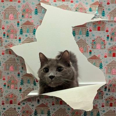 rainylavndr's profile picture. 25 | bi | dyslexic writer and reader | lover of books, coffee, mythology, fantasy, & queer stories | free palestine | 39/25 | @irohthecat