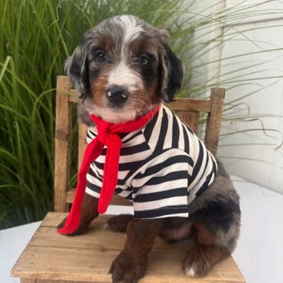 jadenberry97's profile picture. just want to have fun,. Wizkid stan account @FCBarcelona , @ChelseaFC Manchester United hater 👿