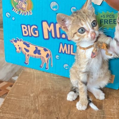 JRealy12's profile picture. I'm here looking for a real sugar baby I'm new on this app please I want a loyal baby and I’ll put a smile on her face 🥰