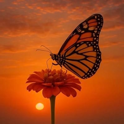 bitter0766's profile picture. Capturing the hidden beauty of nature 🍃 art & photography ♥️