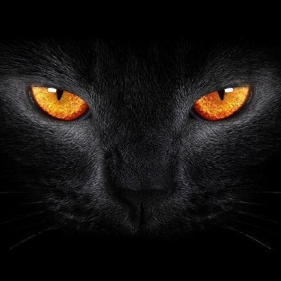 netcat42's profile picture. 