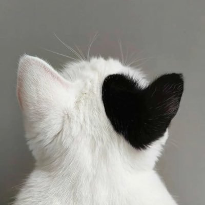 BetilCetintas's profile picture. 