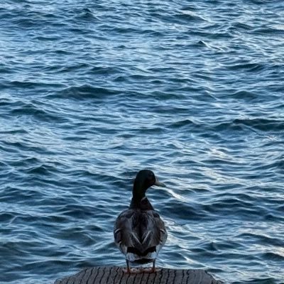 slippery0wl's profile picture. 24 🇲🇽 nsfw mdni