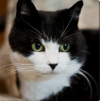 tr_kev44778's profile picture. 猫好 😙