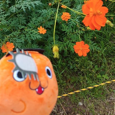 worldismi0e's profile picture. 成人済 ほぼROM 2次は模索中