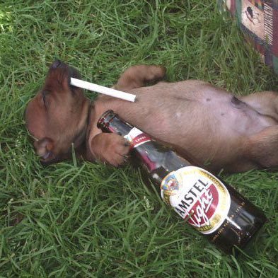 brisaavv's profile picture. 