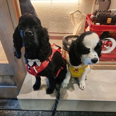 WpUl0P9Lam43612's profile picture. 2回目の凍結😂初めまして三宮在住ワンチャン2匹と楽しんでます食べる🍴🍺ゴルフ🏌️‍♀️大好きな自由人のおっちゃんです宜しくお願いします☺️