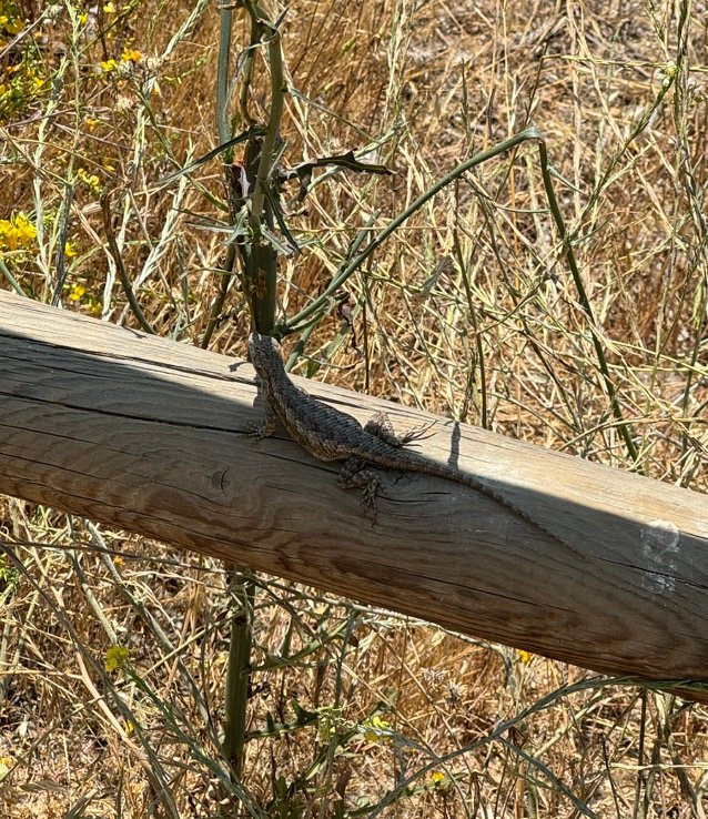 itchase515's profile picture. pivoting from 10 years of videography. cybersecurity student. currently studying for network+