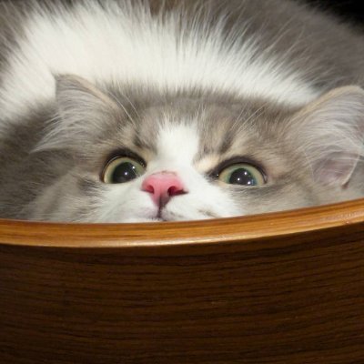 mhmhmh_ses's profile picture. 株式会社NTSのSES営業と採用担当
元インフラ系エンジニア→2021年9月～SES営業
同業の方、是非とも情報共有お願いします
あと、転職考えているエンジニアさん、お力添えを！！
お気軽にDMください。

スイ=飼いネコの名前です。飼い主はおじさん。
2025.11アカウント名変更しました。しいたろ→スイ