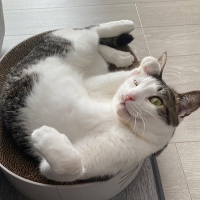 rize666's profile picture. 基本的に毒舌です。ツイートは独断と偏見で成り立っています。英傑大戦のLive配信やってます。 https://t.co/rGgrILH6sc 保護猫のダミアンとカンナと暮らしてます。 政治とかのリポストとかもするので苦手な方はミュート推奨。