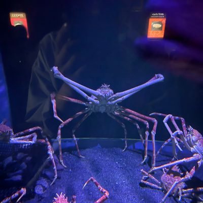 Niarrloveryy's profile picture. ささりん