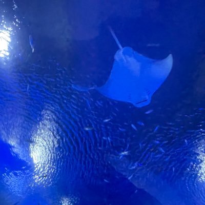 EEError_SteP's profile picture. 20↑　@lllccie_E から独立したキンプリ垢