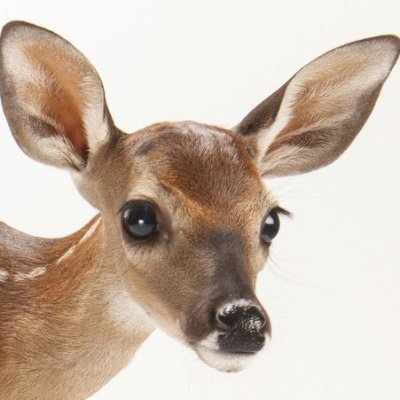 elpelpelpe's profile picture. Tampa FL | 4 time @RivalsOfAether top 50 | use creator code elpe | GoTE 9 rivals 2 champion | i make videos