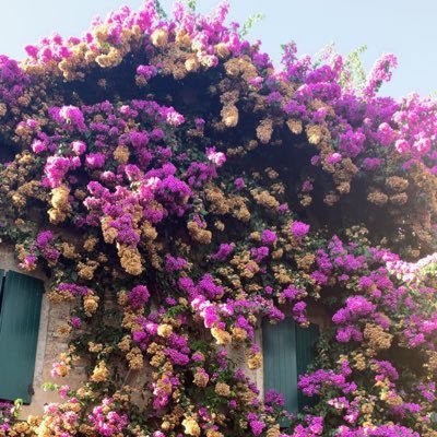 Realmosaiteer's profile picture. 