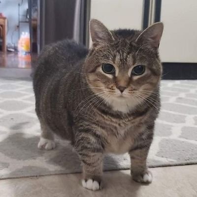 guidev115's profile picture. 📚 Cienc. Comp UFLA | 🕹Switch: SW-7626-0216-2222 | The Legend of Zelda 💚