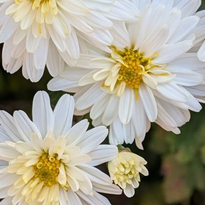 aimer_mori's profile picture. Aimerさんの歌が好きです。
私からのDMは全て無視してください。
音楽が好きです　当アカに異常あればATフィールドの展開をしてください　アーティスト様についての私の情報は公式から以外全て私のおくそくであり。全て私の妄想です🍀