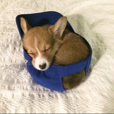 DogInHat_Mod's profile picture. 7EoxBarbcbdmibuTZ4MgWzuBNQkXqKuonjfD7Eyepump