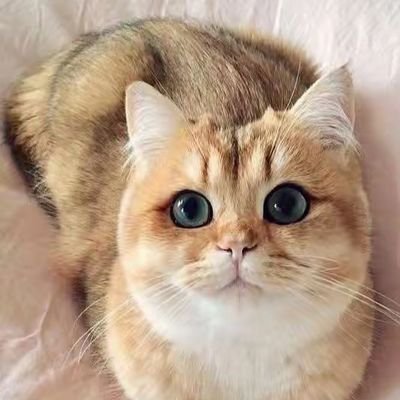 dr_fred59705's profile picture. ♡イエス様が大好きです。日本が大好きです🇯🇵美しく、素晴らしく、自由な国！自由な国。猫が大好きです本と猫と音楽と食べることが大好きなフルート奏者です🎵 6歳の猫ちゃんを迎えました。彼女は三毛猫です。食べ物に一切好き嫌いのない、お茶目でツンデレなお姫様にすっかり夢中😻