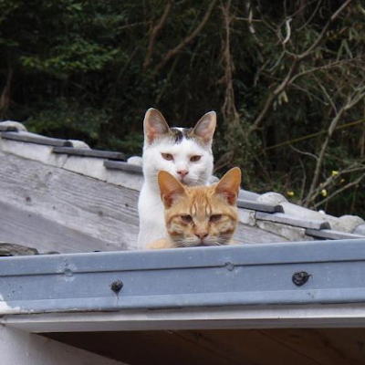 CTransitio7533's profile picture. 