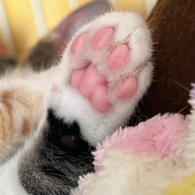 Neko_nyammi's profile picture. 成人済。絵かいたりアイドル追ったり、飼い猫を愛でたり。ダラダラ喋ってるのでミュート推奨。