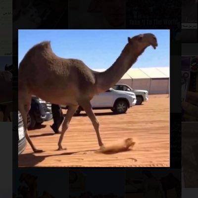 al_tyby99845's profile picture. فما أنت إلا عشقاً، أبت الروح أن تتُوبك يا هلال. @Alhilal_FC💙