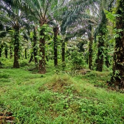 jhader77724's profile picture. Agrónomo especialista en Fitopatología.