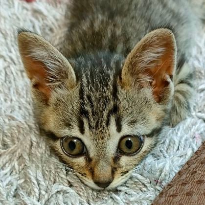 numakuroou's profile picture. R8法政文日文3年次編入予定の休学中の御歳21歳児  TOEIC300点(2025年4月勉強スタート)→600(5/18)→725(7/27)