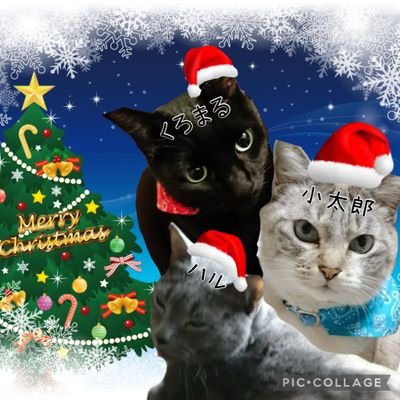 X4BK58rQJfUmJll's profile picture. 音楽が好きです。
私の心に残っているJポップ、演歌など邦楽の懐かしい曲を中心に名曲としてツィートしています。
宜しければ応援よろしくお願いいたします🙇
猫😺でてきます