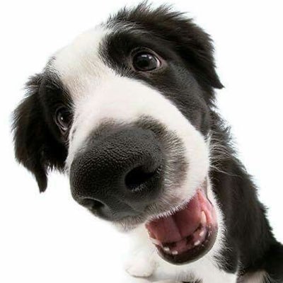 vivaindifferene's profile picture. waggy tail ouppygirl | 20